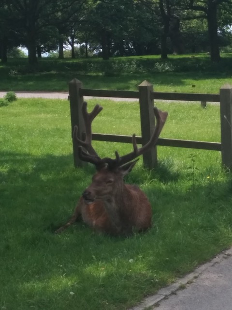 Deer in Richmond Park